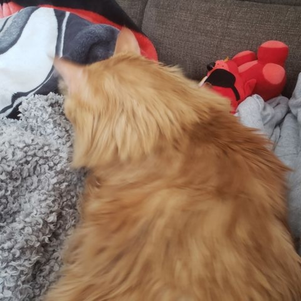 Meet your Posher, Misty